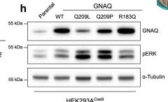 G-alpha(q) (D5V1B) Rabbit Monoclonal Antibody | Cell Signaling