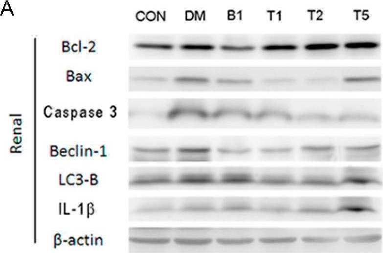 Fig.8.A showing Western Blotting from the publication: Quercetin-Rich Guava (Psidium guajava) Juice in Combination with Trehalose Reduces Autophagy, Apoptosis and Pyroptosis Formation in the Kidney and Pancreas of Type II Diabetic Rats.