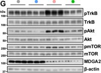 Phospho-mTOR (Ser2448) (D9C2) XP® Rabbit mAb | Cell