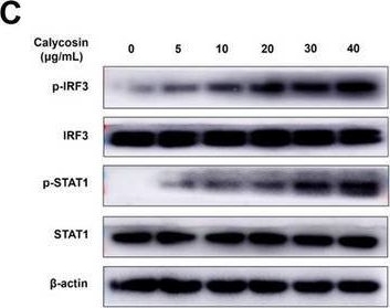 Fig.8.C showing Western Blotting from the publication: Calycosin inhibits porcine reproductive and respiratory syndrome virus replication and activates RIG-I/IRF3 signaling pathway.