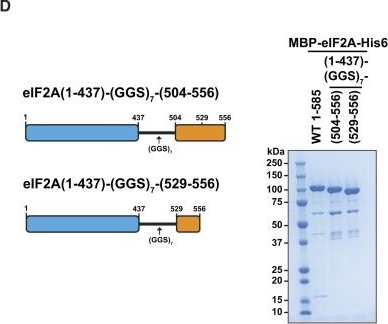 Fig.3.D from the publication: Increased levels of eIF2A inhibit translation by sequestering 40S ribosomal subunits.