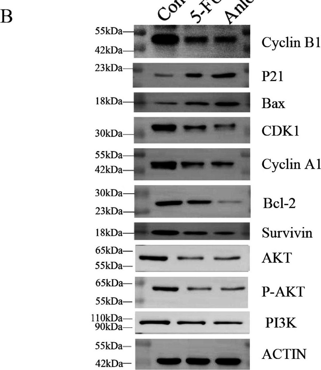 Fig.6.B showing Western Blotting in a Mus musculus (House mouse) sample from the publication: Anlotinib inhibits growth of human esophageal cancer TE-1 cells by negative regulating PI3K/Akt signaling pathway.