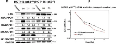 Fig.3.D showing Western Blotting from the publication: Comparable radiation sensitivity in p53 wild-type and p53 deficient tumor cells associated with different cell death modalities.