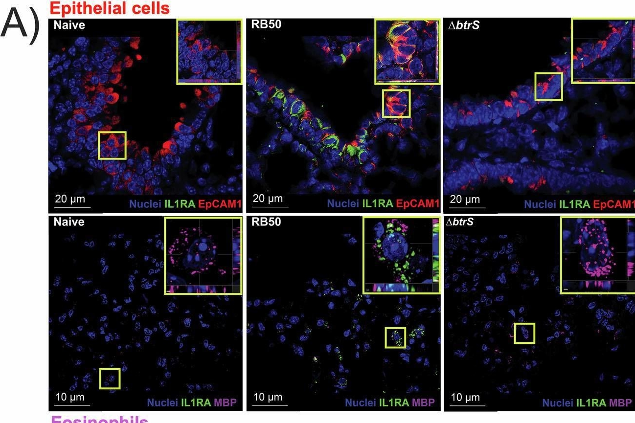 Fig.2.A showing Immunohistochemistry-immunofluorescence from the publication: The Bordetella type III secretion system effector BteA targets host eosinophil-epithelial signaling to promote IL-1Ra expression and persistence.