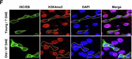 Fig.3.F showing Immunocytochemistry-immunofluorescence from the publication: roX1 and roX2 lncRNAs promote heterochromatinization in intestinal stem cells and impair longevity.