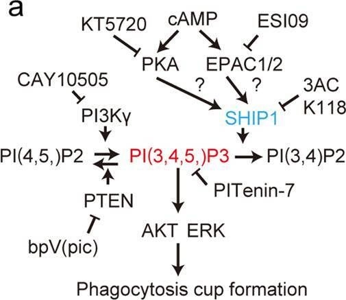 Fig.6.A from the publication: Suppression of trabecular meshwork phagocytosis by norepinephrine is associated with nocturnal increase in intraocular pressure in mice.