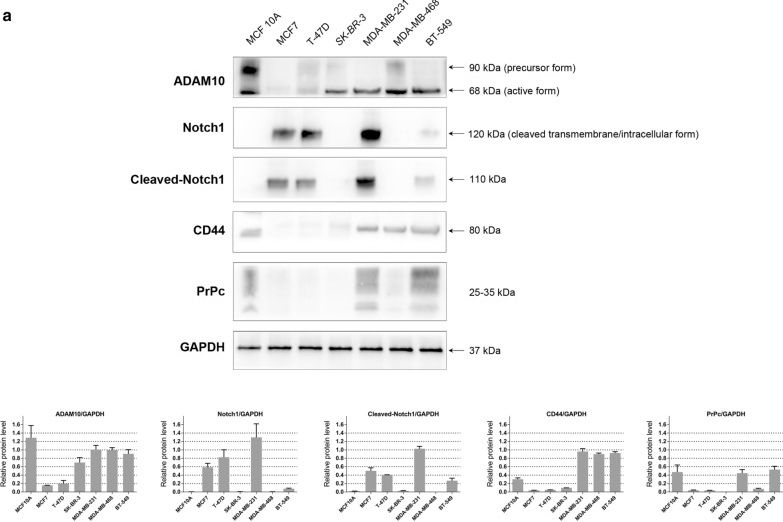 Fig.1.A showing Western Blotting from the publication: ADAM10 is involved in the oncogenic process and chemo-resistance of triple-negative breast cancer via regulating Notch1 signaling pathway, CD44 and PrPc.
