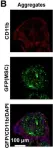 Fig.4.B showing Immunohistochemistry-immunofluorescence in a Mus musculus (House mouse) sample from the publication: Intraperitoneally infused human mesenchymal stem cells form aggregates with mouse immune cells and attach to peritoneal organs.