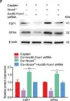 Fig.9.F showing Western Blotting from the publication: FOXO1-NCOA4 Axis Contributes to Cisplatin-Induced Cochlea Spiral Ganglion Neuron Ferroptosis via Ferritinophagy.