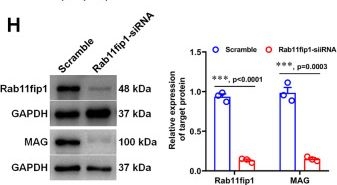 Fig.9.H showing Western Blotting from the publication: The transcription factor Stat-1 is essential for Schwann cell differentiation, myelination and myelin sheath regeneration.