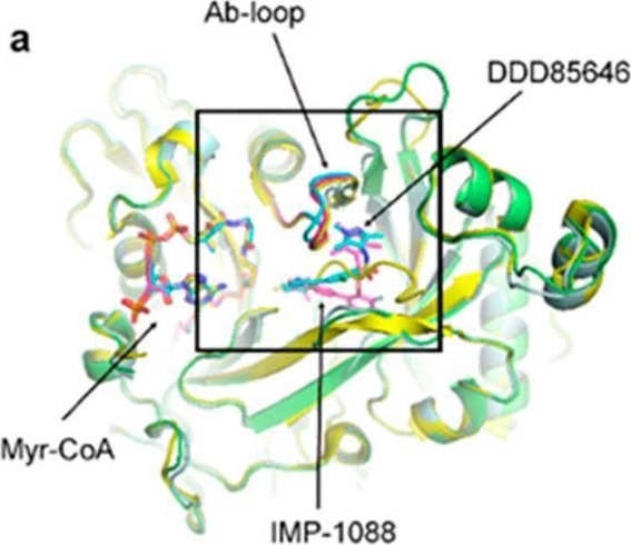 Fig.4.A from the publication: Inhibitor Trapping in N-Myristoyltransferases as a Mechanism for Drug Potency.