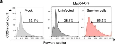 Fig.6.A showing Flow cytometry/Cell sorting in a Mus musculus (House mouse) sample from the publication: Non-lytic clearance of influenza B virus from infected cells preserves epithelial barrier function.