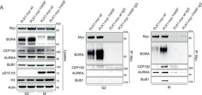 Fig.6.A showing Western Blotting in a Homo sapiens (Human) sample from the publication: The Eyes Absent family members EYA4 and EYA1 promote PLK1 activation and successful mitosis through tyrosine dephosphorylation.