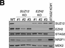Fig.11.B showing Western Blotting from the publication: STAG2 loss in Ewing sarcoma alters enhancer-promoter contacts dependent and independent of EWS::FLI1.