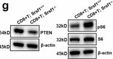 Fig.3.G showing Western Blotting in a Homo sapiens (Human) sample from the publication: Targeting SRSF1 improves cancer immunotherapy by dually acting on CD8+T and tumor cells.