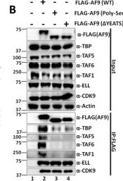 Fig.1.B showing Western Blotting in a Homo sapiens (Human) sample from the publication: Post-translational modification-dependent oligomerization switch in regulation of global transcription and DNA damage repair during genotoxic stress.