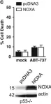 Fig.2.C showing Western Blotting from the publication: Constitutive p53 heightens mitochondrial apoptotic priming and favors cell death induction by BH3 mimetic inhibitors of BCL-xL.