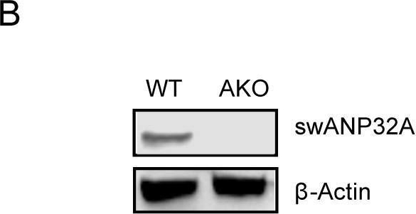Fig.3.B showing Western Blotting in a Sus scrofa (Wild pig) sample from the publication: A unique feature of swine ANP32A provides susceptibility to avian influenza virus infection in pigs.