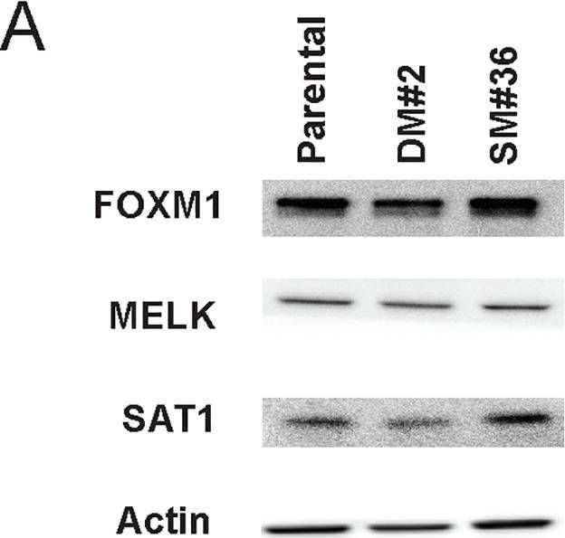 Fig.6.A showing Western Blotting in a Homo sapiens (Human) sample from the publication: Generation of a conditional mutant knock-in under the control of the natural promoter using CRISPR-Cas9 and Cre-Lox systems.