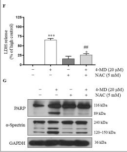 Fig.3.F showing Western Blotting in a Homo sapiens (Human) sample from the publication: 4-Methoxydalbergione Induces Dual Activation of Apoptosis and Autophagy-Dependent Cell Death via ROS-MAPK Signaling in Human Neuroblastoma Cells.
