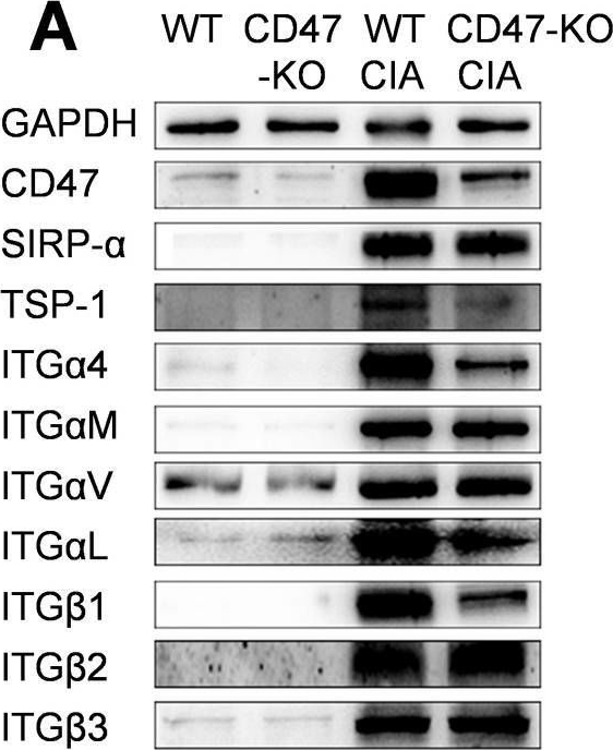 Fig.3.A showing Western Blotting in a Rattus norvegicus (Rat) sample from the publication: TSP-1-CD47-integrin α4β1 axis drives T cell infiltration and synovial inflammation in rheumatoid arthritis.