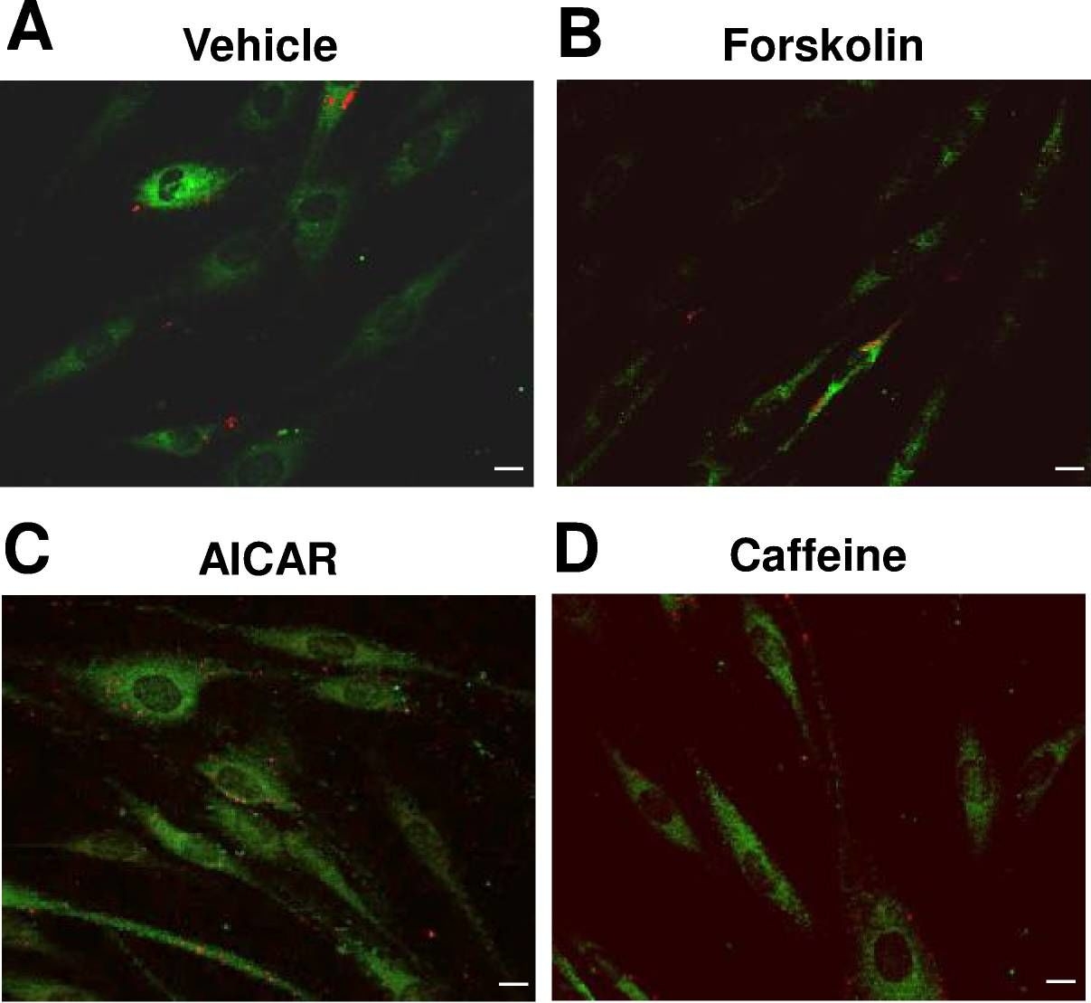 Cellular localization and associations of the major lipolytic proteins in human skeletal muscle at rest and during exercise.