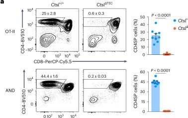 Fig.2.A showing Flow cytometry/Cell sorting in a Mus musculus (House mouse) sample from the publication: Cathepsin L-dependent positive selection shapes clonal composition and functional fitness of CD4+ T cells.