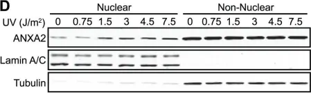 Fig.1.D showing Western Blotting in a Homo sapiens (Human) sample from the publication: Genotoxic agents promote the nuclear accumulation of annexin A2: role of annexin A2 in mitigating DNA damage.
