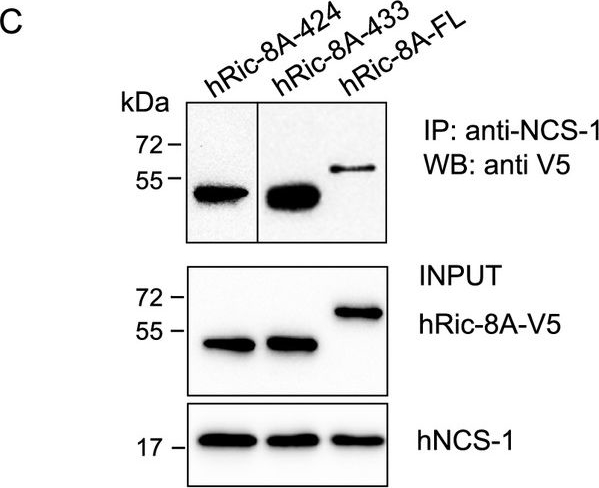Fig.2.C showing Western Blotting in a Homo sapiens (Human) sample from the publication: The neuronal calcium sensor NCS-1 regulates the phosphorylation state and activity of the Gα chaperone and GEF Ric-8A.