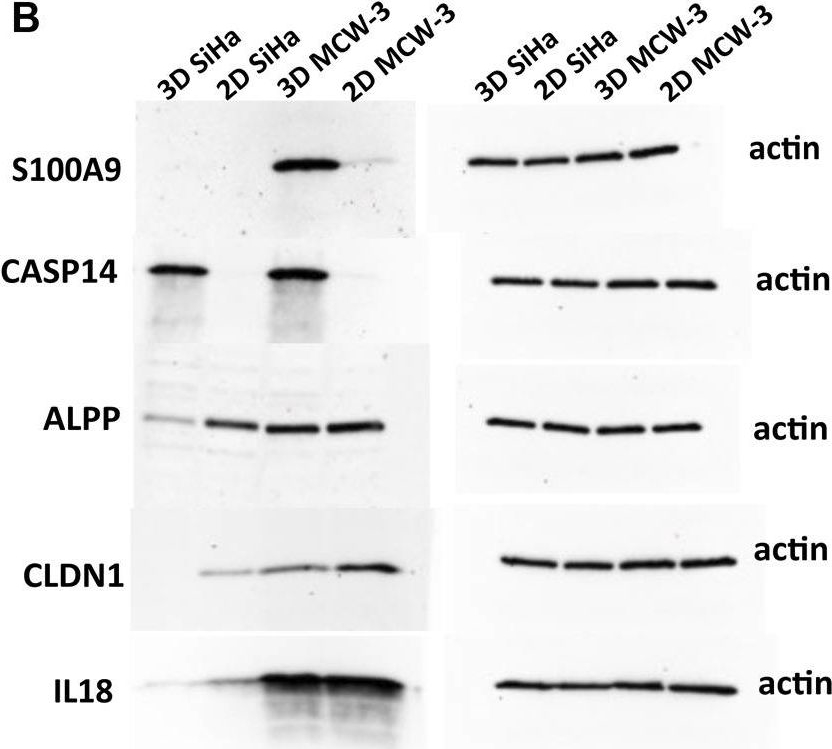 Fig.4.B showing Western Blotting in a Homo sapiens (Human) sample from the publication: Deciphering the divergent transcriptomic landscapes of cervical cancer cells grown in 3D and 2D cell culture systems.