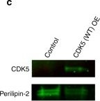 Fig.3.C showing Western Blotting in a Chlorocebus sabaeus (Green monkey) sample from the publication: Regulation of in vivo dynein force production by CDK5 and 14-3-3ε and KIAA0528.