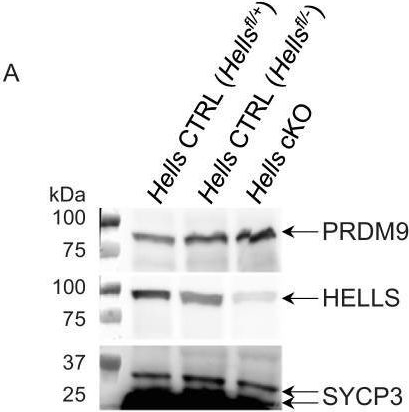 Fig.2.A showing Western Blotting in a Mus musculus (House mouse) sample from the publication: PRDM9 activity depends on HELLS and promotes local 5-hydroxymethylcytosine enrichment.