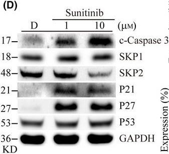 Fig.5.D showing Western Blotting in a Homo sapiens (Human) sample from the publication: CRISPR-mediated knockout of VEGFR2/KDR inhibits cell growth in a squamous thyroid cancer cell line.