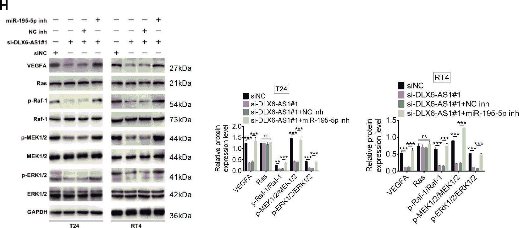 Fig.6.H showing Western Blotting from the publication: Long non-coding RNA DLX6-AS1 facilitates bladder cancer progression through modulating miR-195-5p/VEGFA signaling pathway.