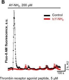 Fig.6.B from the publication: PAR1-mediated Non-periodical Synchronized Calcium Oscillations in Human Mesangial Cells.