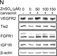 Fig.3.N showing Western Blotting in a Homo sapiens (Human) sample from the publication: The TRPM7 inhibitor carvacrol suppresses angiogenesis and vasculogenic mimicry in triple-negative breast cancer.