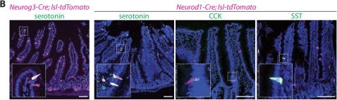 Fig.1.B showing Immunohistochemistry-immunofluorescence from the publication: Enteroendocrine cell lineages that differentially control feeding and gut motility.