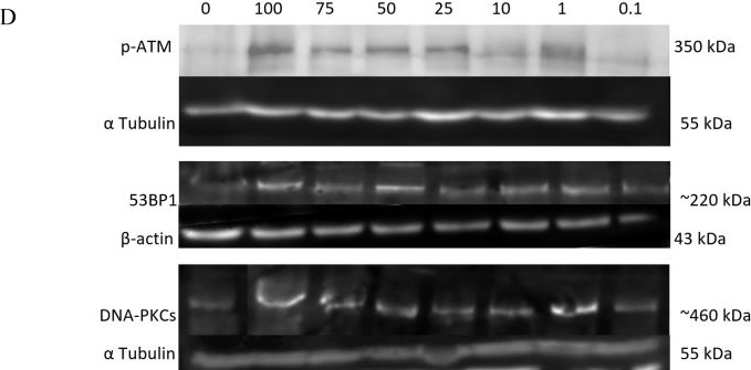 Fig.14.D showing Western Blotting in a Homo sapiens (Human) sample from the publication: A Double-Edged Sword: The Anti-Cancer Effects of Emodin by Inhibiting the Redox-Protective Protein MTH1 and Augmenting ROS in NSCLC.