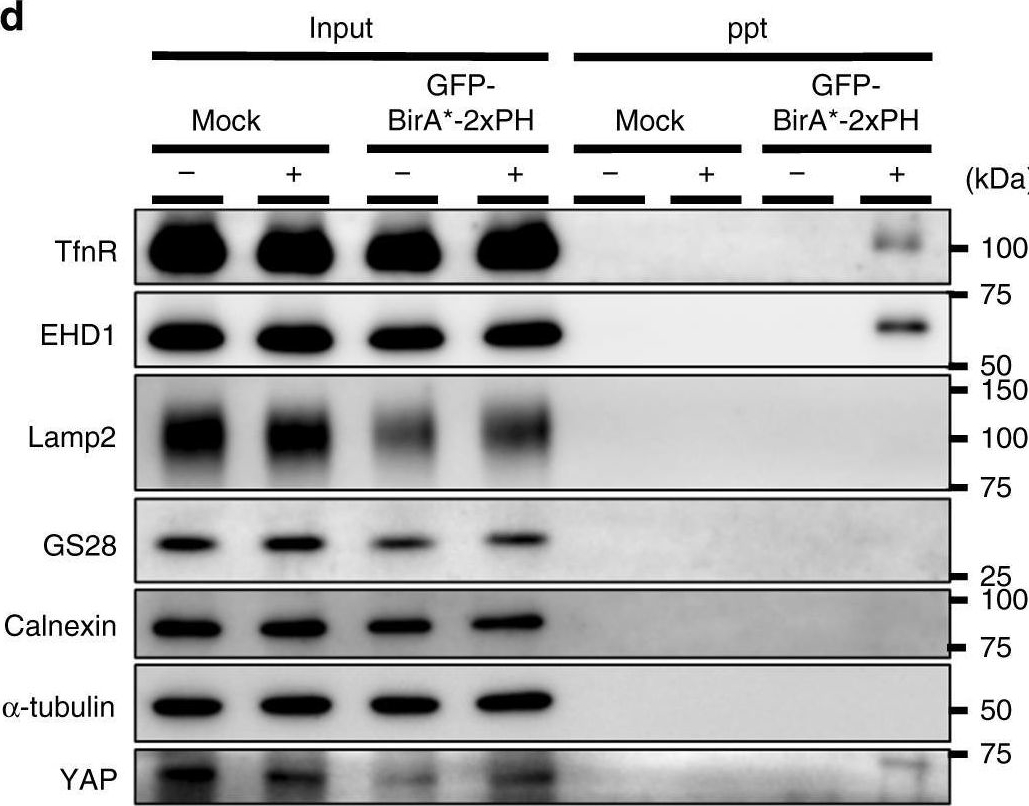 Fig.1.D showing Western Blotting from the publication: Endosomal phosphatidylserine is critical for the YAP signalling pathway in proliferating cells.