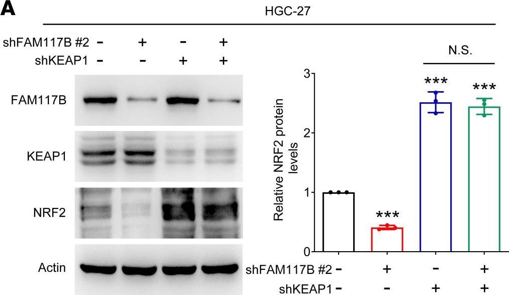 Fig.4.A showing Western Blotting in a Homo sapiens (Human) sample from the publication: FAM117B promotes gastric cancer growth and drug resistance by targeting the KEAP1/NRF2 signaling pathway.