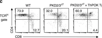 Fig.6.C showing Flow cytometry/Cell sorting in a Mus musculus (House mouse) sample from the publication: Protein kinase D regulates positive selection of CD4+ thymocytes through phosphorylation of SHP-1.