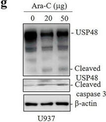 Fig.1.G showing Western Blotting from the publication: Caspase 3-specific cleavage of ubiquitin-specific peptidase 48 enhances drug-induced apoptosis in AML.
