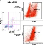 Fig.4.C showing Flow cytometry/Cell sorting from the publication: LGR5 promotes cancer stem cell traits and chemoresistance in cervical cancer.