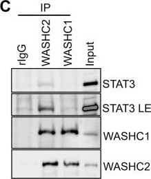 Fig.4.C showing Western Blotting from the publication: TAF7 accumulates in the cytoplasm during cellular transformation and engages STAT3, WASH, and CCT.