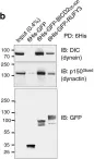 Fig.7.B showing Western Blotting in a Homo sapiens (Human) sample from the publication: RUFY3 and RUFY4 are ARL8 effectors that promote coupling of endolysosomes to dynein-dynactin.