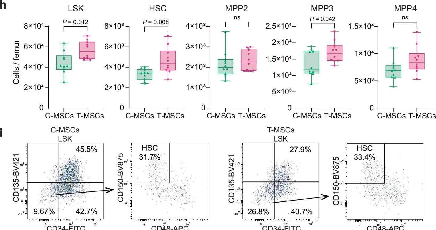 Fig.1.H showing Flow cytometry/Cell sorting from the publication: Altered bone marrow niche forms central innate immune memory driving cardiac dysfunction.