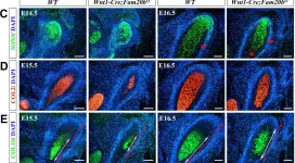 ab185966) Anti-SOX9 antibody [EPR14335-78] - Abcam - CiteAb