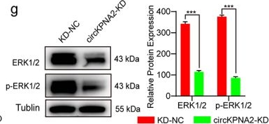 Fig.3.G showing Western Blotting from the publication: m6A methylation of circKPNA2 promotes colorectal carcinogenesis by activating the RIN1-Ras pathway.