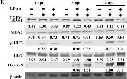Fig.6.E showing Western Blotting in a Sus scrofa (Wild pig) sample from the publication: N6-methyladenosine within transmissible gastroenteritis virus genomic RNA inhibits its replication via efficient recognition by RNA sensor RIG-I.