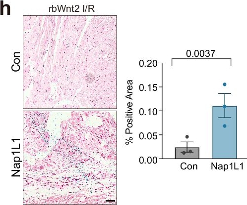 Fig.6.H showing Immunohistochemistry from the publication: Nucleosome assembly protein-like 1 degradation-dependent novel cardioprotection mechanism of Wnt2 against ischemia‒reperfusion injury.